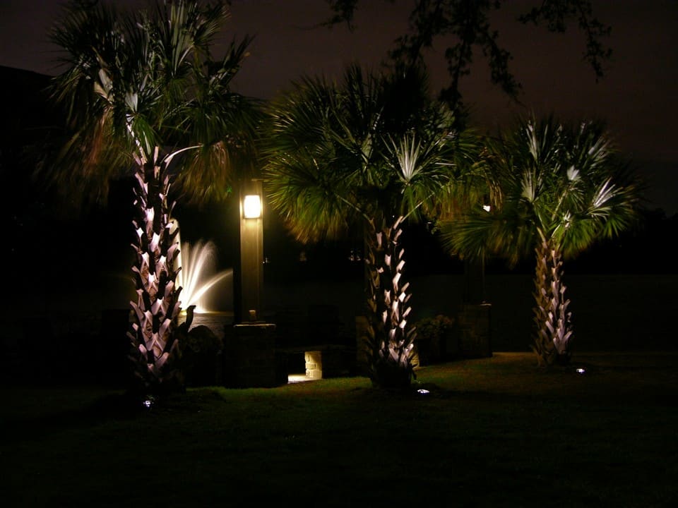 Well Groomed Pine Trees seen by the light of an outdoor fixture