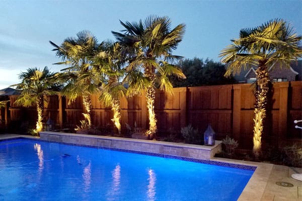 Palm trees lit up at night next to pool