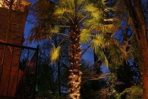 A palm tree is lit up by outdoor lighting placed underneath