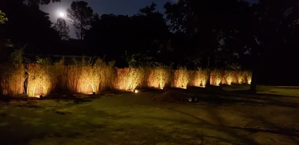 Landscape lighting of small shrubs on a wall